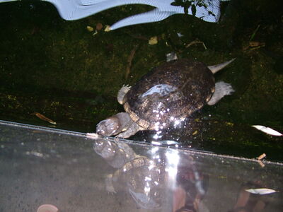 DSCF9735.JPG