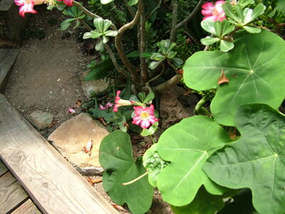 DSCF9742.JPG