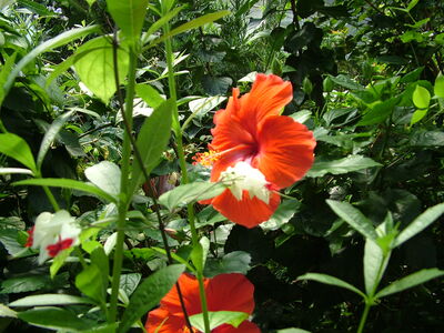 DSCF9755.JPG