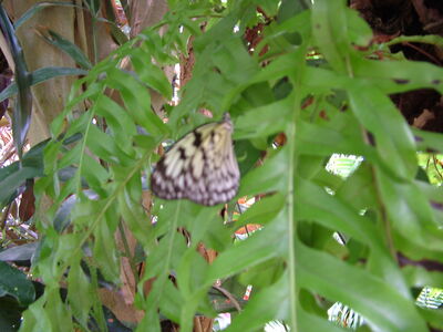 DSCF9767.JPG