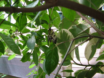 DSCF9768.JPG
