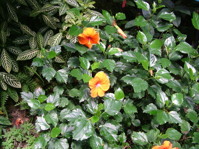 DSCF9778.JPG