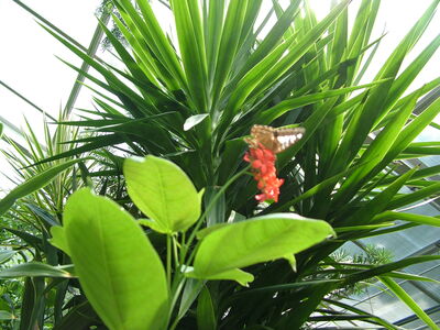 DSCF9808.JPG