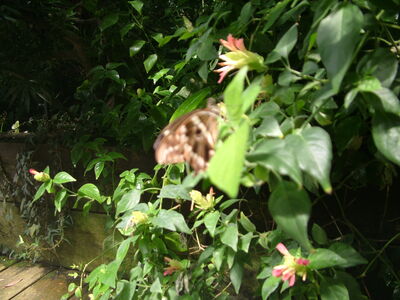 DSCF9812.JPG