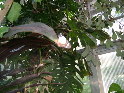 DSCF9815.JPG