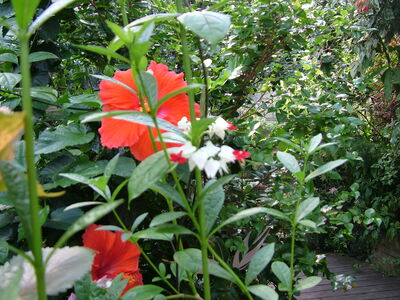 DSCF9818.JPG