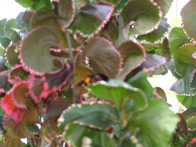 DSCF9827.JPG