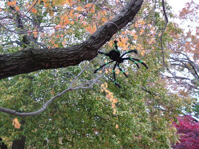 DSCF10495.JPG