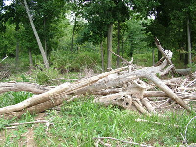 DSCF11361.JPG
