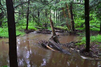 DSC_0175.JPG