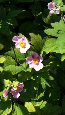 20130815_153313.jpg