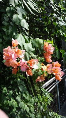 20130815_155542.jpg