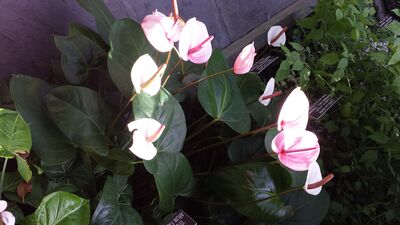 20130815_161229.jpg
