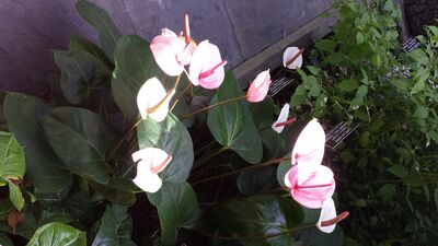 20130815_161232.jpg
