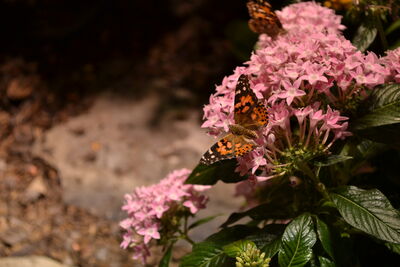 DSC_0066.JPG
