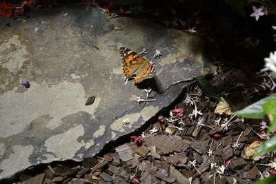 DSC_0075.JPG