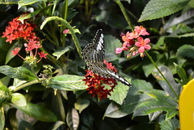 DSC_0080.JPG
