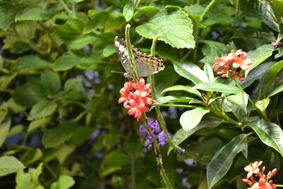 DSC_0086.JPG