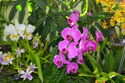 DSC_0230.JPG