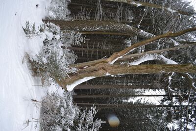 DSC_0222.JPG