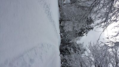 20150202_130333.jpg