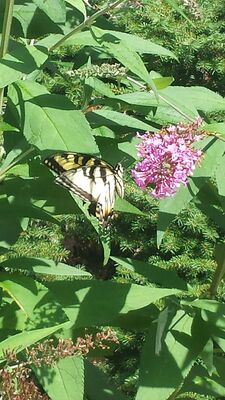 20150815_130821.jpg