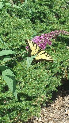 20150815_130831.jpg