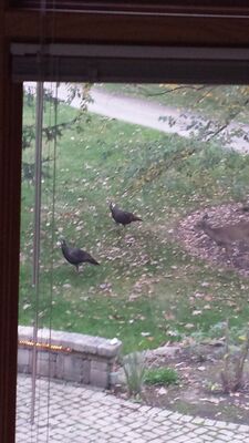 20151007_075008.jpg