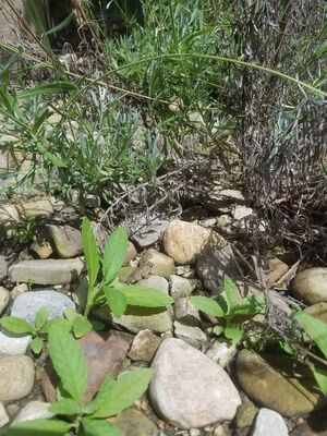 20170720_150335.jpg