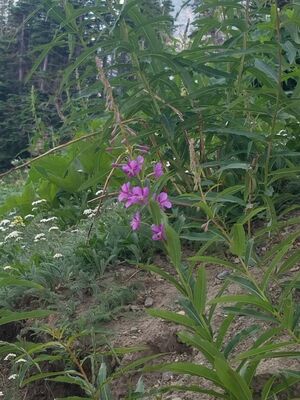 20170801_175137.jpg