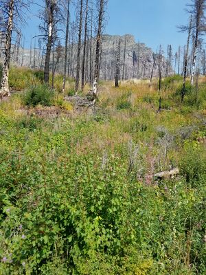 20170803_112621.jpg