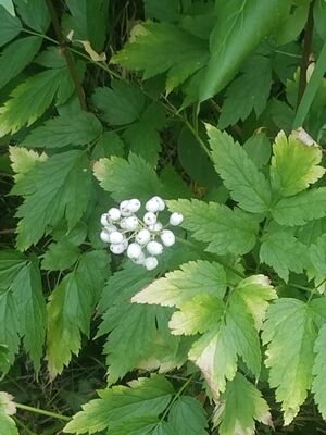 20170803_154955.jpg