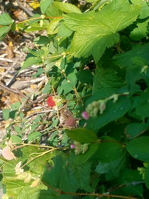 20170803_155332.jpg