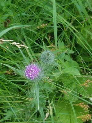 20170803_160850.jpg