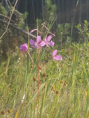 20170803_182526.jpg