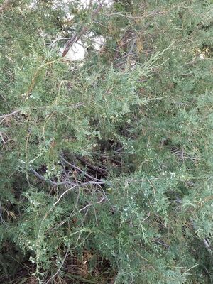 20170806_120342.jpg