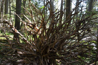 DSC_0069.JPG