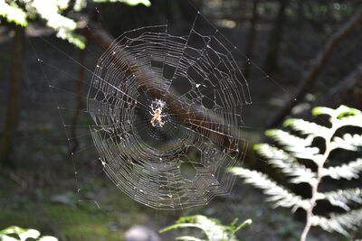DSC_0077.JPG