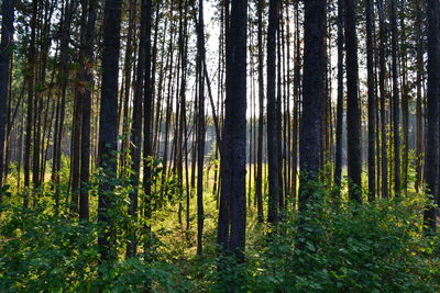 DSC_0145.JPG