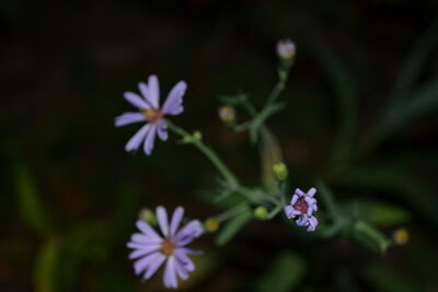 DSC_0153.JPG