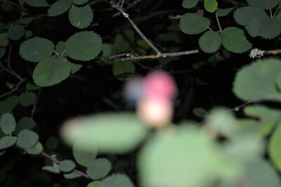 DSC_0155.JPG