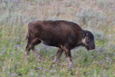 DSC_0317.JPG