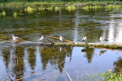 DSC_0339.JPG