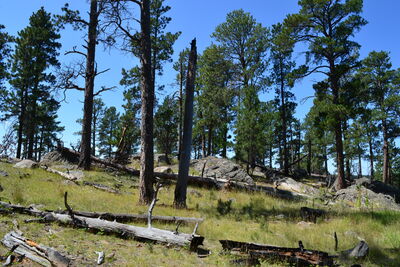 DSC_0419.JPG