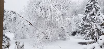 20201201_075938.jpg