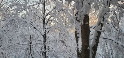 20201202_075225.jpg