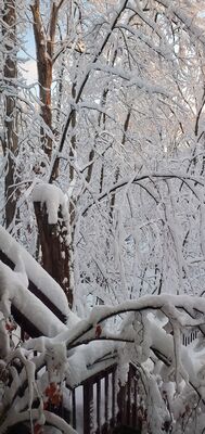 20201202_075316.jpg