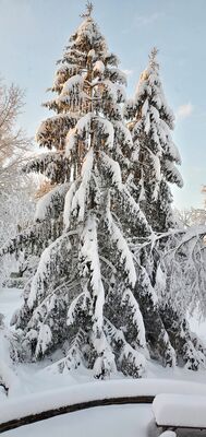 20201202_075435.jpg