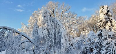 20201202_082247.jpg