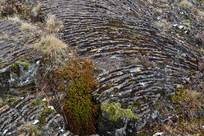DSC_0348.JPG